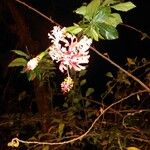 Hibiscus schizopetalus Λουλούδι