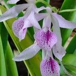 Guarianthe skinneri Flower