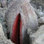 Hydnora africana Habit