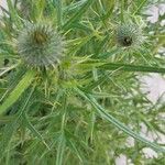 Cirsium ferox برگ