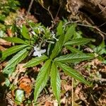 Cardamine heptaphylla ഇല