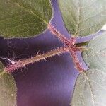 Rubus pallidus Leaf