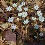 Anemone hepatica花