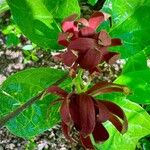 Calycanthus floridusFlor