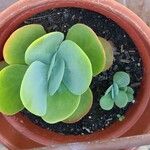 Cotyledon orbiculataഇല