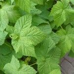 Rubus parviflorus Leaf