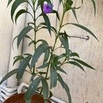 Ruellia simplexFolha