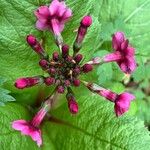 Primula japonica Flor