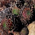 Sempervivum tectorum ശീലം