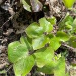 Anemone hepatica Leaf