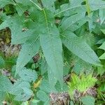 Senecio ovatus Leaf