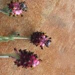 Platycapnos spicata Flower