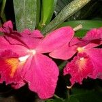 Cattleya wittigiana Flor