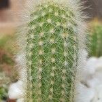 Cleistocactus strausii 葉