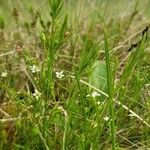 Thesium rostratum Flower