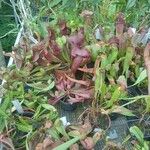 Sarracenia psittacina Çiçek