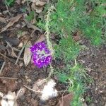 Glandularia tenera Flower
