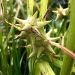 Carex grayi Fruit