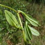 Myosotis scorpioides Leaf