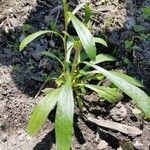 Symphyotrichum oblongifolium برگ