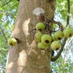 Ficus racemosa Fruit