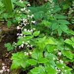 Tiarella trifoliata Цвят