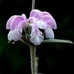 Phlomis purpurea Virág