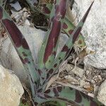 Agave maculata Habit