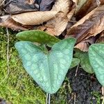 Hexastylis arifolia Lehti