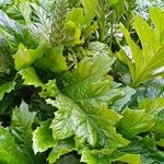 Acanthus spinosus ഇല