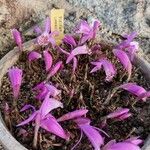 Pleione praecox Blomma