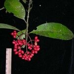 Ixora nicaraguensis Other