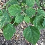 Clerodendrum chinense Leaf