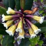 Baloghia brongniartii Virág