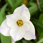 Ipheion uniflorum Flor