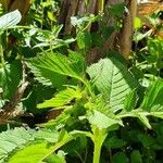 Crassocephalum crepidioides Blatt