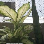 Dieffenbachia seguineΦύλλο