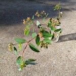 Chamaesyce hyssopifolia 葉