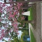 Ceiba speciosa ശീലം