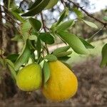 Eugenia pyriformis Fruit