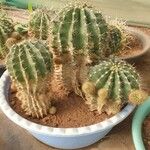 Echinopsis eyriesii Liść