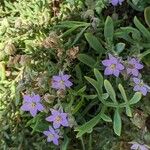 Spergularia rupicola Habit