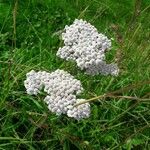 Achillea millefoliumFlor