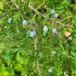 Juniperus procera Φρούτο