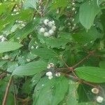 Cornus racemosa Frucht