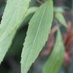 Ageratina riparia Leaf