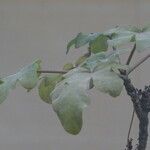 Uncarina decaryi Leaf