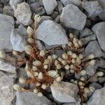 Saxifraga conifera পাতা