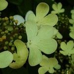 Viburnum plicatum Flower