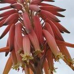 Aloe maculataFlor